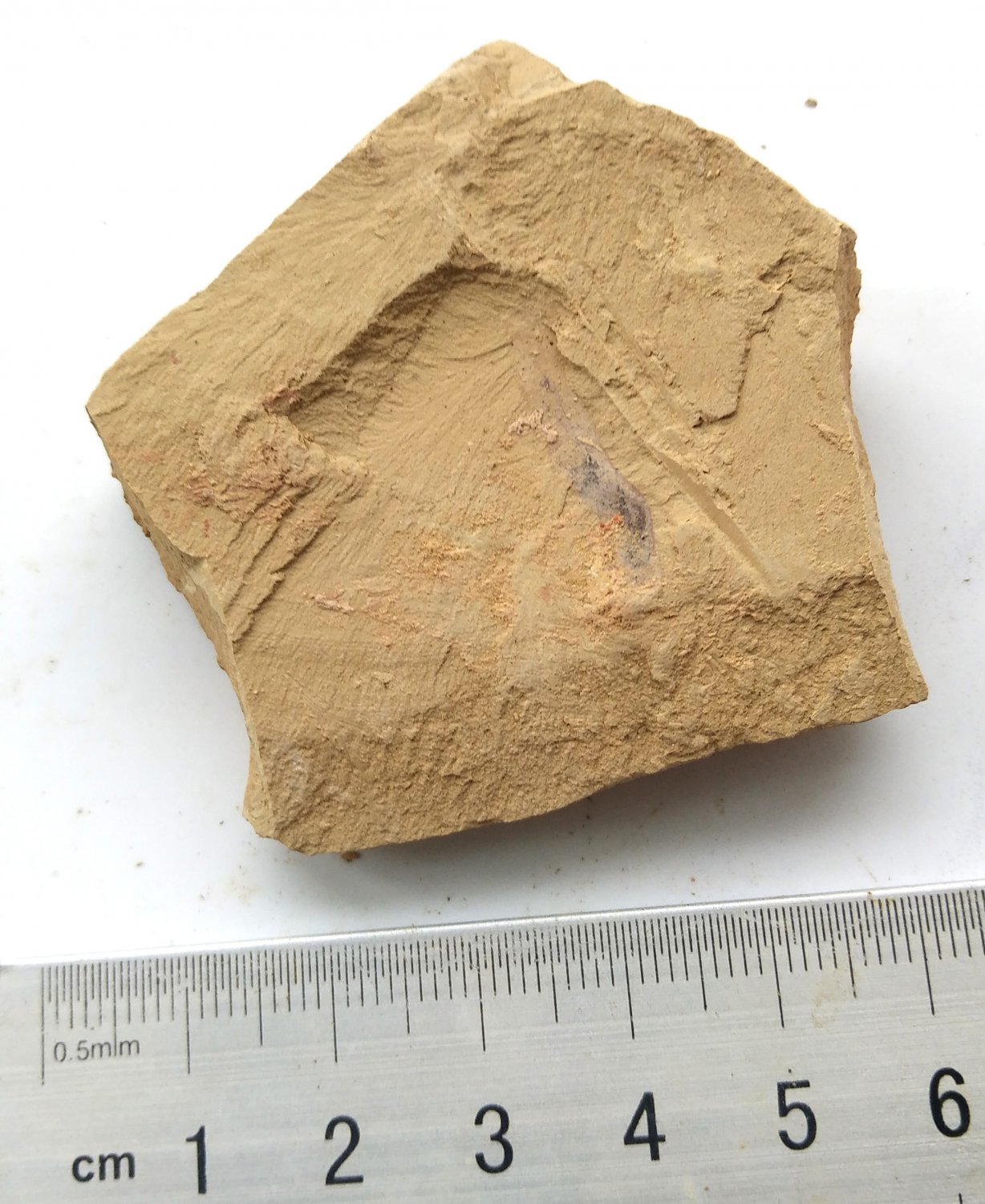 Cambrian fossil unknown , professional teaching #aa63