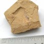 Cambrian fossil unknown , professional teaching #aa63