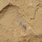 Cambrian fossil unknown , professional teaching #aa63