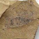 #Cambrian fossil Anomalocaris neg, professional teaching,cool #aa64