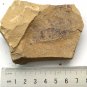 #Cambrian fossil Anomalocaris neg, professional teaching,cool #aa64