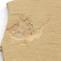 #Cambrian fossil Isopyx curvirostratus , professional teaching #aa67