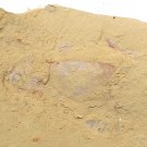 #Cambrian fossil   Isopyx minor , professional teaching #aa68