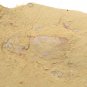 #Cambrian fossil   Isopyx minor , professional teaching #aa68