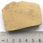 #Cambrian fossil   Isopyx minor , professional teaching #aa68