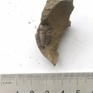 #Cambrian fossil Trilobite Yunanocephalus yunnanensis ,very cool #aa72