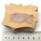 Cambrian fossil unknown neg, professional teaching #aa73