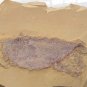 Cambrian fossil unknown neg, professional teaching #aa73