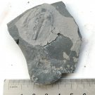 Cambrian fossil Trilobite Malungia laevigata ,very cool #aa75