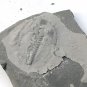 #Cambrian fossil Trilobite Malungia laevigata ,very cool #aa75