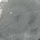 #Cambrian fossil Trilobite Malungia laevigata ,very cool #aa76