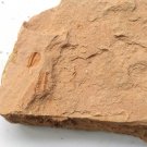 Cambrian fossil Trilobite unknown neg ,very cool #aa77 Cambrian fossil Trilobite unknown neg ,very cool #aa77