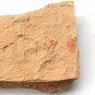 #Cambrian fossil Trilobite unknown neg ,very cool #aa77
