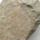 #Cambrian fossil Fuxianhuia protensa , professional teaching #aa80