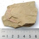 #Cambrian fossil Guangweicaris spinatus , professional teaching #aa83