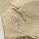 #Cambrian fossil Corynetis brevis, professional teaching #bb01