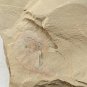 #Cambrian fossil Corynetis brevis, professional teaching #bb01