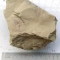 #Cambrian fossil Corynetis brevis, professional teaching #bb01