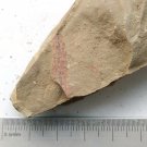 #Cambrian fossil unknown , professional teaching #bb02
