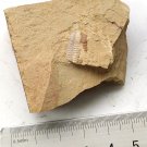 #Cambrian fossil Trilobite Palaeolenus lanlenoisi  ,  #bb05