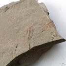 #Cambrian fossil Trilobite Palaeolenus lanlenoisi  ,  #bb06