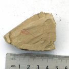 Cambrian fossil  Isopyx curvirostratus  , professional teaching ##a1