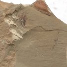 Cambrian fossil Naraoia spinosa neg, professional teaching ##a2