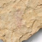 Cambrian fossil Trilobite unknown ,very cool #aa3