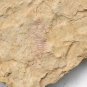 Cambrian fossil Trilobite unknown ,very cool #aa3