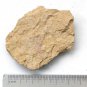 Cambrian fossil Trilobite unknown ,very cool #aa3