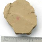 Cambrian fossil shell, professional teaching ##a4
