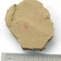 Cambrian fossil shell, professional teaching ##a4