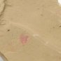 Cambrian fossil shell, professional teaching ##a4
