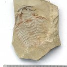 Cambrian fossil trilobite Redlichia mansuyi neg, professional teaching ##a7