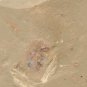 Cambrian fossil unknown ,very cool ##a8