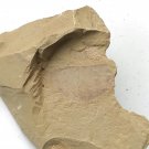 Cambrian fossil  Isopyx curvirostratus  , professional teaching ##a9