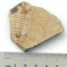 Cambrian fossil trilobite Redlichia mansuyi , professional teaching ##a10