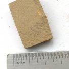 Cambrian fossil Trilobite unknown ,very cool ##a11