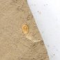 Cambrian fossil Trilobite unknown ,very cool ##a11