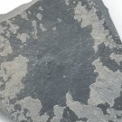 #Cambrian fossil Trilobite Malungia laevigata ,very cool ##a15