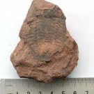 #Ordovician fossil trilobite unknown, teaching,very cool  ##a16