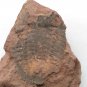 #Ordovician fossil trilobite unknown, teaching,very cool ##a16