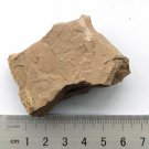 #Ordovician fossil trilobite Agnostida , teaching,very cool  ##a18