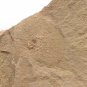 #Ordovician fossil trilobite Agnostida , teaching,very cool  ##a18