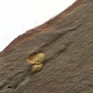 #Ordovician fossil trilobite Agnostida , teaching,very cool  ##a19