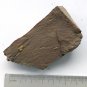 #Ordovician fossil trilobite Agnostida , teaching,very cool  ##a19