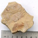 Cambrian fossil  Isopyx curvirostratus  , professional teaching ##a20