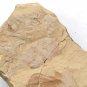 Cambrian fossil Isopyx curvirostratus , professional teaching ##a20