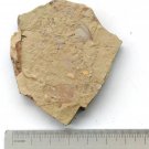 Cambrian fossil  Isopyx curvirostratus  neg, professional teaching ##a21