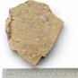 Cambrian fossil Isopyx curvirostratus neg, professional teaching ##a21